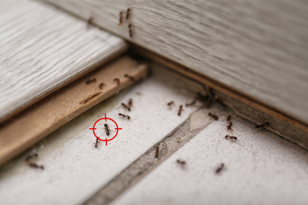 Best Rat Extermination Near Me  in Lawrencevle, IL