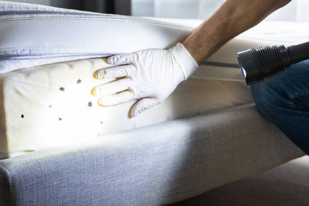 Insect Control in Lawrenceville, IL