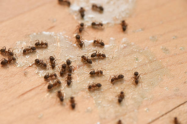 Best Ant Control Services  in Lawrencevle, IL